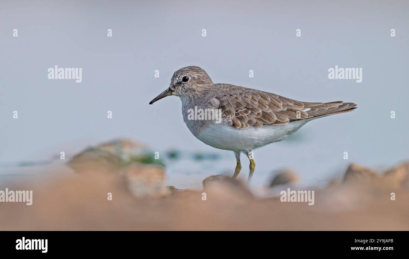 Temminck`s Stint (Calidris temminckii), Avrupa ve Asya kıtalarının kuzey kesimlerinde yaşayan bir sulak alan kuşudur. Bataklık alanlarda beslenir. Stock Photo